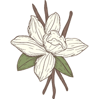 Vanilla Fruit | A to Z Fruits Name