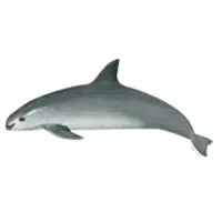 Vaquita | A to Z Animals Name