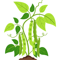 Velvet Bean | A to Z Vegetables Names