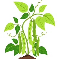 Velvet Bean | A to Z Vegetables Names