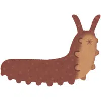Velvet Worm | A to Z Animals Name