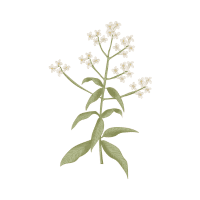 Verbena | Decorative Flowers Names