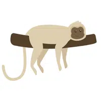 Vervet Monkey | A to Z Animals Name