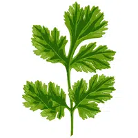 Vietnamese Coriander | A to Z Vegetables Names