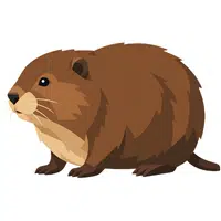 Vole | A to Z Animals Name