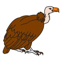 Vulture | A to Z Animals Name
