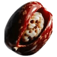 Wampi | A to Z Fruits Name