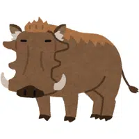 Warthog | A to Z Animals Name