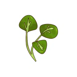 Watercress | Temperate Vegetables Names in English