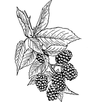 White Mulberry | A to Z Fruits Name