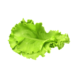Wild Lettuce | Desert Vegetables Names in English