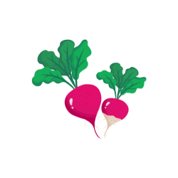 Wild Radish | Desert Vegetables Names in English