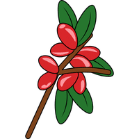 Wolfberry | A to Z Fruits Name