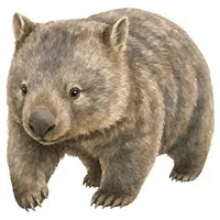 Wombat | A to Z Animals Name