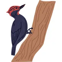 Woodpecker | A to Z Animals Name