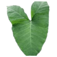 Xanthosoma Leaves | A to Z Vegetables Names