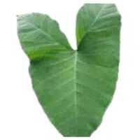 Xanthosoma Leaves | A to Z Vegetables Names