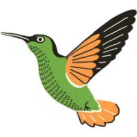 Xantus Hummingbird | A to Z Animals Name