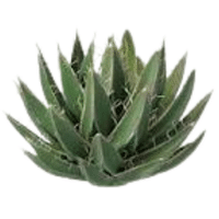 Xerophyte Greens | A to Z Vegetables Names