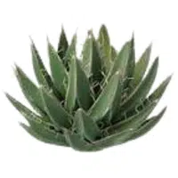 Xerophyte Greens | A to Z Vegetables Names