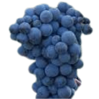 Xinomavro Grape | A to Z Fruits Name