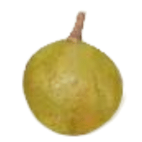 Xylocarpus Vegetable | A to Z Vegetables Names