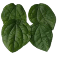 Xylopia Leaves | A to Z Vegetables Names