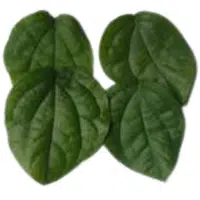 Xylopia Leaves | A to Z Vegetables Names