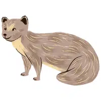 Yellow Mongoose | A to Z Animals Name