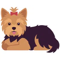 Yorkshire Terrier | A to Z Animals Name