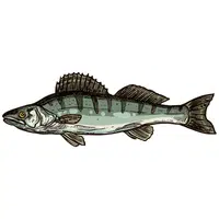 Zander | A to Z Animals Name