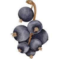 Zante Currant | A to Z Fruits Name