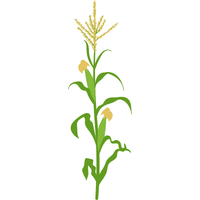 Zea Mays | A to Z Vegetables Names