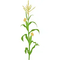 Zea Mays | A to Z Vegetables Names