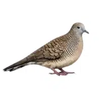 Zebra Dove | A to Z Animals Name