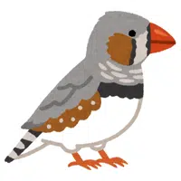 Zebra Finch | A to Z Animals Name