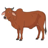 Zebu | A to Z Animals Name