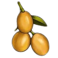 Zig Zag Vine Fruit | A to Z Fruits Name