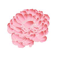 Zinnia | Decorative Flowers Names