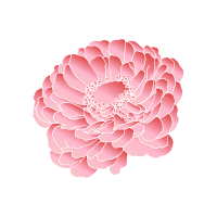 Zinnia | Wedding Flowers Names