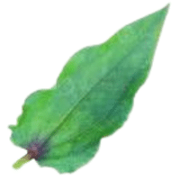Zinnia Leaves | A to Z Vegetables Names