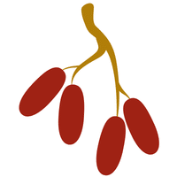 Ziziphus Fruit | A to Z Fruits Name