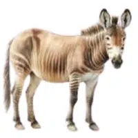 Zonkey | A to Z Animals Name
