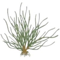 Zostera | A to Z Vegetables Names