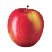Ambrosia