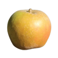 Ashmead’s Kernel