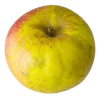 Belle de Boskoop