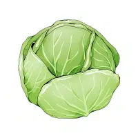 Cabbage