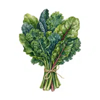 Chard