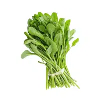 Chicory
